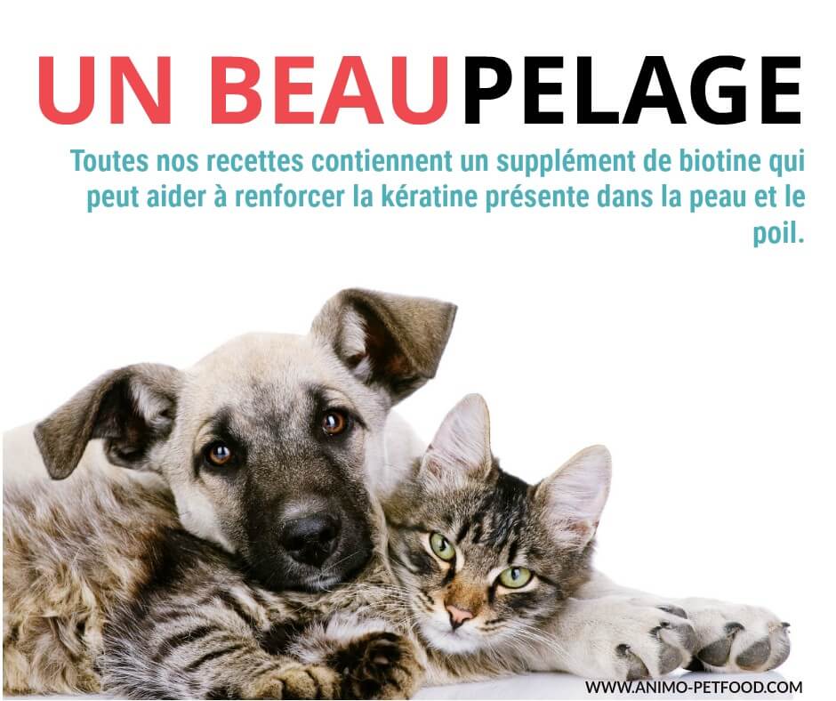 Chien et chat : les secrets d'un beau pelage